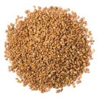 ALFALFA SEED OG 250G          250G