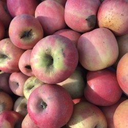 APPLES CRIPPS PINK ORGANIC