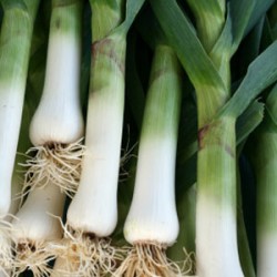 LEEKS ORGANIC