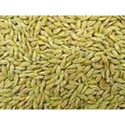 BARLEY GRAIN ORGANIC BARLEY GRAIN ORGANIC